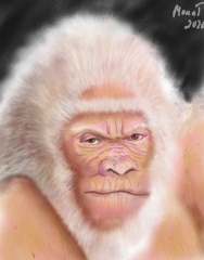 Albino gorilla | Macacos