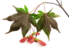 Japanese maple (Maple leaf) (Maple)