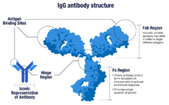 IgG Antibody