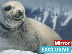 Tragic scenes of baby seals washed to deaths in Arctic storms to ...