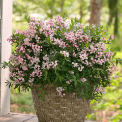 Proven Winners Yuki Cherry Blossom Live Shrub (Deutzia Yuki Cherry Blossom)