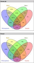 Evaluating the rhizospheric and endophytic bacterial microbiome of ...