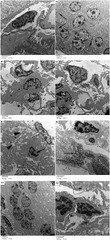 Protective effects of Citrus limonia oil against cisplatin-induced ...