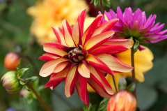 Dahlia pinnata