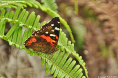 Red admiral