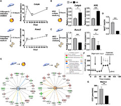 Excess glucose alone depress young mesenchymal stromal/stem cell ...