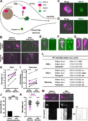 Cilia regeneration requires an RNA splicing factor from the ...