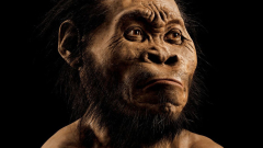 Homo naledi: New species of human ancestor discovered | CNN