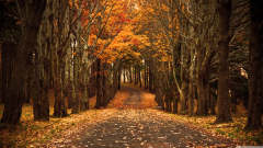 Autumn Path Hd