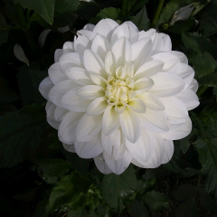 Dahlia pinnata