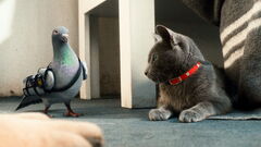 Cats & Dogs - Die Rache der Kitty Kahlohr 3D Blu-Ray 3D | EMP