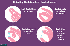 Cervical mucus