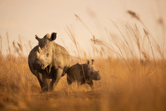 Translocation of 2,000 rhinos in Africa gets underway in “one of ...