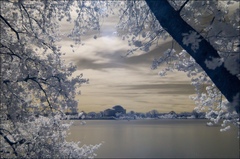 Infrared Experiments During National Cherry Blossom Festival ...