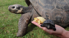 Galapagos Giant Tortoise