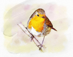 watercolor birds - Google Search | Bird, Watercolor bird, Koi