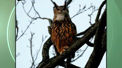 Eurasian eagle-owl