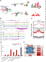 Quantifying liquid-liquid phase separation property of chromatin ...