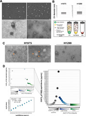 Diagnostic and prognostic potential of the proteomic profiling of ...