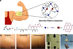 Skin-like PSeD-U Elastomer