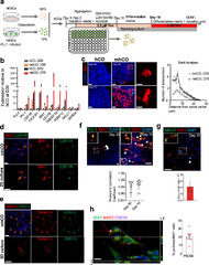 Expression of the transcription factor PU.1 induces the generation ...