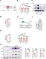 Targeting the transcription factor HES1 by L-menthol restores ...