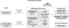 HLA-Glyco