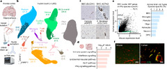 A human brain vascular atlas reveals diverse mediators of ...