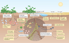 Soil microbiome engineering for sustainability in a changing environment