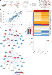 Interferon-λ modulates dendritic cells to facilitate T cell ...