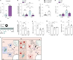 Gut microbiota drives age-related oxidative stress and ...