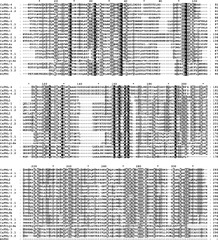 ologous regulation of Frigida-like genes provides insights on ...