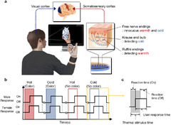 Thermal display glove for interacting with virtual reality ...