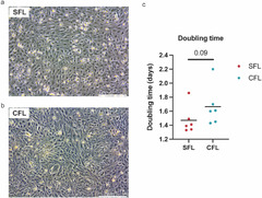 Liver-derived cell lines from cavefish Astyanax mexicanus as an in ...