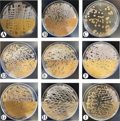 Identification and anti-bacterial property of endophytic ...