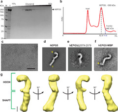 Insights on autophagosome–lysosome tethering from structural and ...