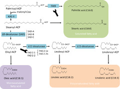 SciELO - Brasil - Biodiesel: An Overview II Biodiesel: An Overview II