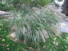 Chinese silver grass