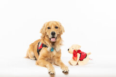 Bring an ACTS Service or Therapy Dog — ACTS - Assistance ...