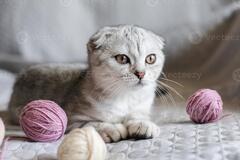 A cute tabby kitten sits with skeins of thread on the sofa. Cute ...