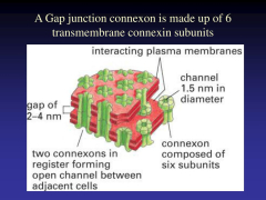 Gap Junction