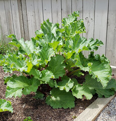 Garden rhubarb