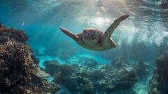 Green sea turtle