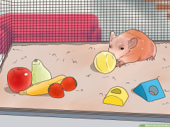 3 Ways to Exercise Pet Mice - wikiHow Pet