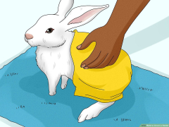 3 Ways to Groom a Rabbit - wikiHow