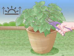 4 Ways to Grow Patchouli - wikiHow Life