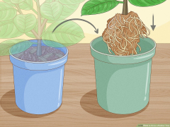 4 Ways to Grow a Rubber Tree - wikiHow Life