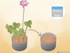 3 Ways to Grow Lotus Flower - wikiHow