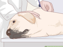 3 Ways to Feed an Older Dog with Heart Disease - wikiHow Pet