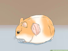 4 Ways to Deal with Ringworm in Hamsters - wikiHow Pet